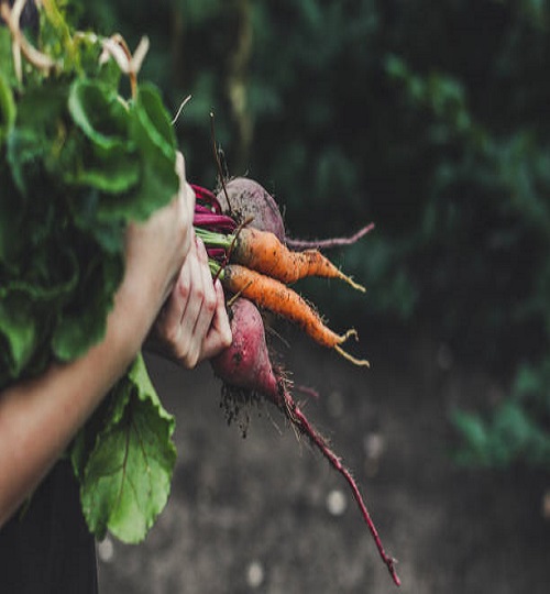 Ripe vegetables