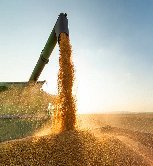 Grain auger of combine pouring soy bean into tractor trailer